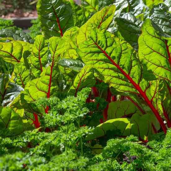 How many gardeners grow chard every season only to feed it to the chickens?